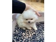 Pomerania mini hembra