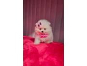 Pomerania miniatura hembra