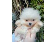 Pomerania miniatura macho