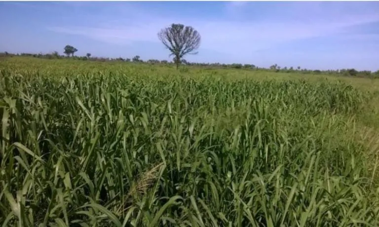 Vendo Campo de 2.135 Has, Se Encuentra en el km 130 de la Ruta 12 - CLCS7126645 — foto 2