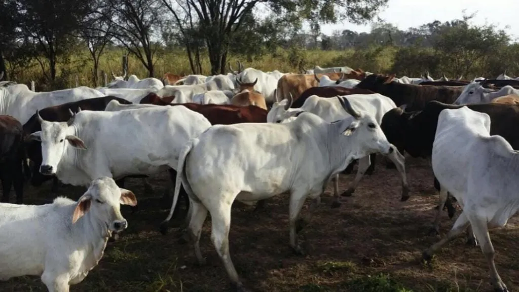 Vendo Campo de 2.135 Has, Se Encuentra en el km 130 de la Ruta 12 - CLCS7126645 — foto 3