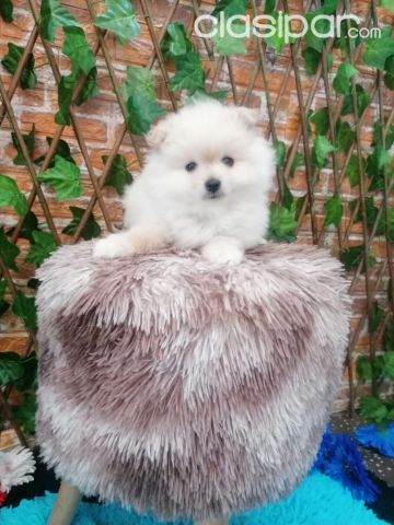 Perros - Gatos - POMERANIA