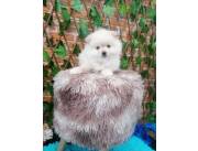 POMERANIA