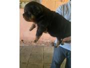 Rottweiler ✨️