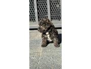 CANICHE TOY HEMBRA