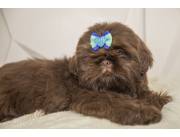 SHIHTZU MACHO CHOCOLATE
