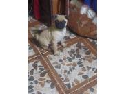 PUG HEMBRA Y MACHO