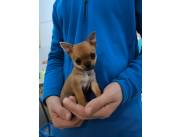 Vendo Chihuahua Mini de Bolsillo