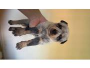 Pastor australiano red y blue heeler