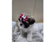SHIHTZU