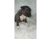 PITBULL BLUE HEMBRA