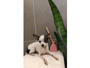 Pinscher 0 - Mini