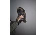 Cachorros de Cane Corso