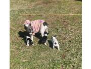 Cachorros Bulldog Francés (Hembras)