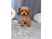 Male and Female Maltipoo Puppies Available