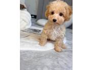 Lovely Maltipoo Puppies For sale.