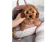 Maltipoo Puppies for Adoption