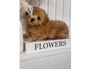 Maltipoo Puppies For Sale
