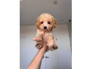 Registered Maltipoo