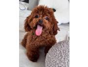 Affectionate Maltipoo Puppies