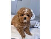 Playful Maltipoo Puppies For New Homes