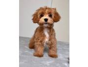 Adorable And Tiny Maltipoo Puppies Free Adoption
