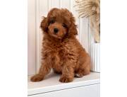 AKC Maltipoo Puppies For Sale Imperial Maltipoo