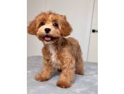 Baby Boy Maltipoo