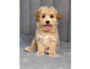 12 Week Old Maltipoo Puppy
