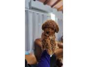 Caniche poodle toy hembra roja