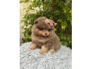 Pomerania mini hembra lilac and tan con pedigree
