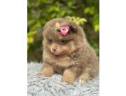 Pomerania hembra con Pedigree