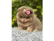 Pomerania hembra lilac and tan con pedigree