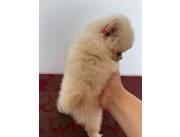 Pomerania hembra mini