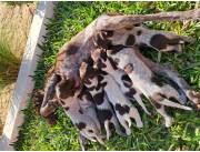 Cachorros Pointer Alemán