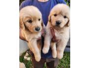 Golden retriever 🐕 ✨️