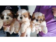 SHITZU / SHIHTZU