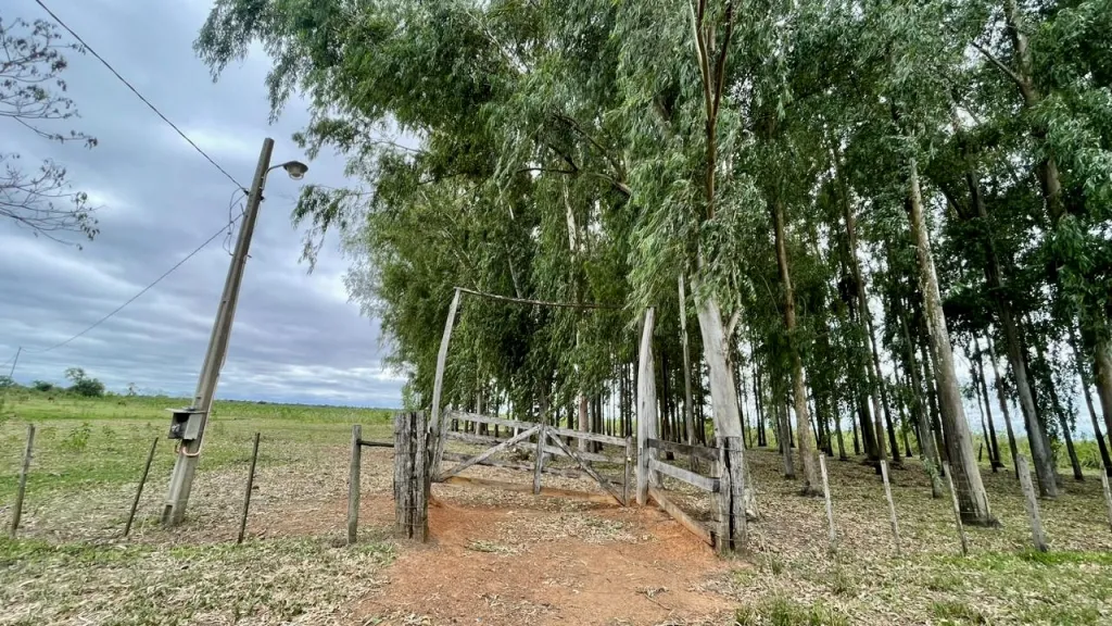 Granja en Primero de Marzo - 30 Ha. — foto 3