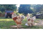 GALLO BRAHMA 190.000 MIL