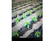 Instalamos sistema de riego por goteo en plantacion horticola