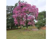 Vendo terreno de 12x30 en Mora Cue Luque