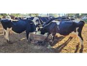 Vendo vacas lecheras de alta producción