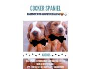 🐶✨ Hermosos Cachorros Cocker Spaniel Buscan Hogar ✨🐶