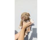 Pittbull moster