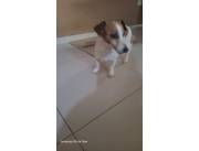 Perro Cachorros JACK RUSSEL PURO de buen cruze. , Bulldog, Pug, Boxer, Persa