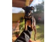 Pinscher Cero