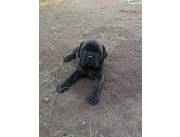 Cachorros Cane Corso italiano