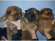 CHOW CHOW