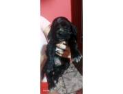COCKER NEGRO Y MARRONES