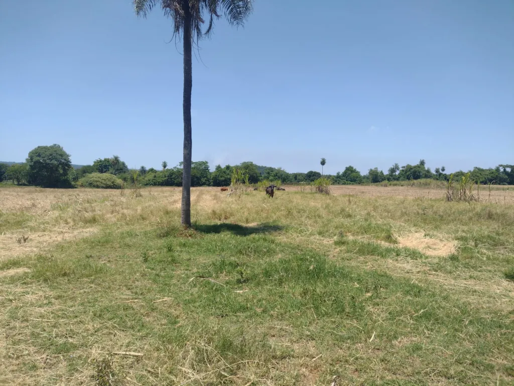 VENDO en NUEVA ITALIA Propiedad AGRICOLA 5 hectáreas a 200m de Ruta Asfaltada — foto 2